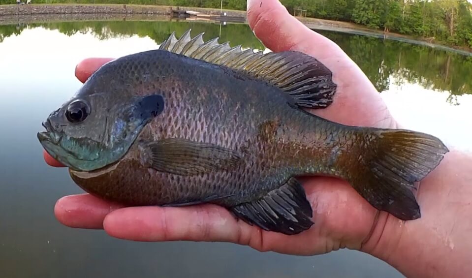 Start Fishing For Bluegill Today Beginner Fishing Setup for 10 EASY - Realistic Fishing