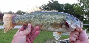 GO TO Bass Fishing Rig When Its HOT Try Bass Fishing With a Texas Rig - Realistic Fishing