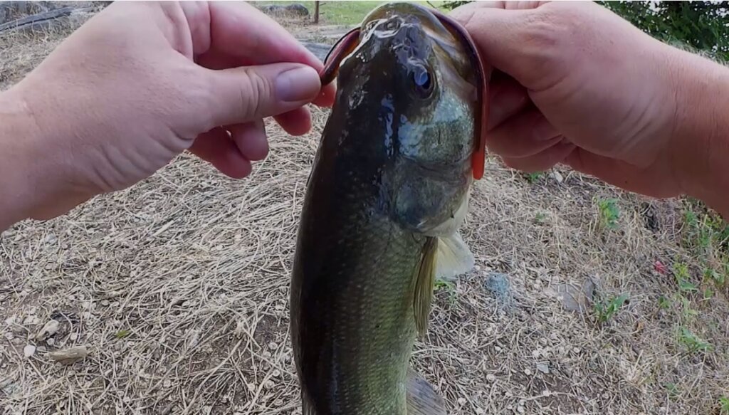How To Catch Bass on a HOT Day Where Are the Bass When Its Hot Out - Realistic Fishing