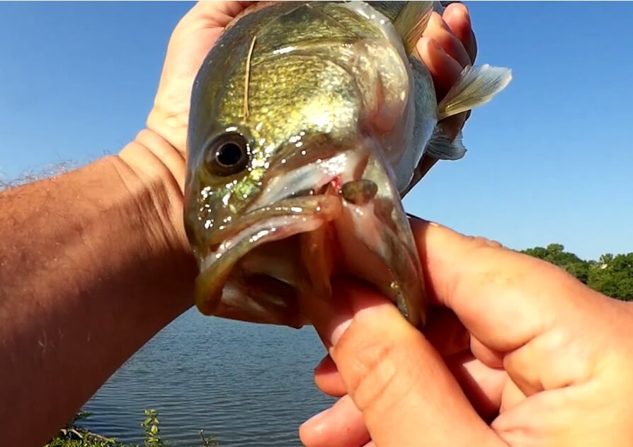 Hot Summer Bass Fishing Tips! Lures to Fish & When - Realistic Fishing