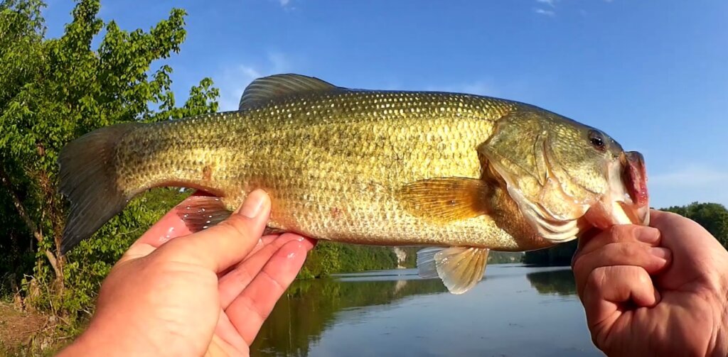 Which Lures Catch Bass During a Hot Summer Googan Baits Texas Rigs - Realistic Fishing