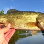 Which Lures Catch Bass During a Hot Summer Googan Baits Texas Rigs - Realistic Fishing