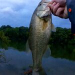 Bass Fishing During a Hot Summer Storm Fishing With Subscribers Lures 7 - Realistic Fishing