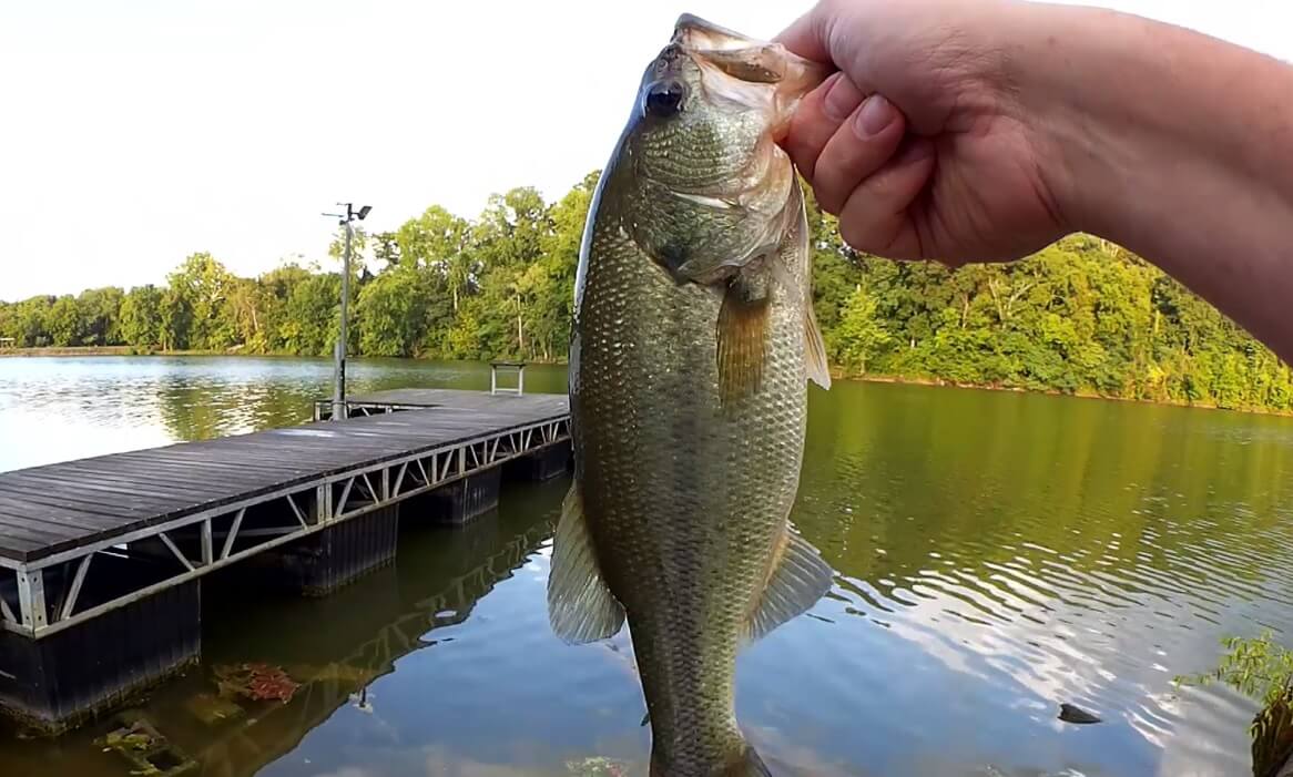 Bass Fishing With Subscribers Lures 6 Fishing After a Hot Summer Storm - Realistic Fishing