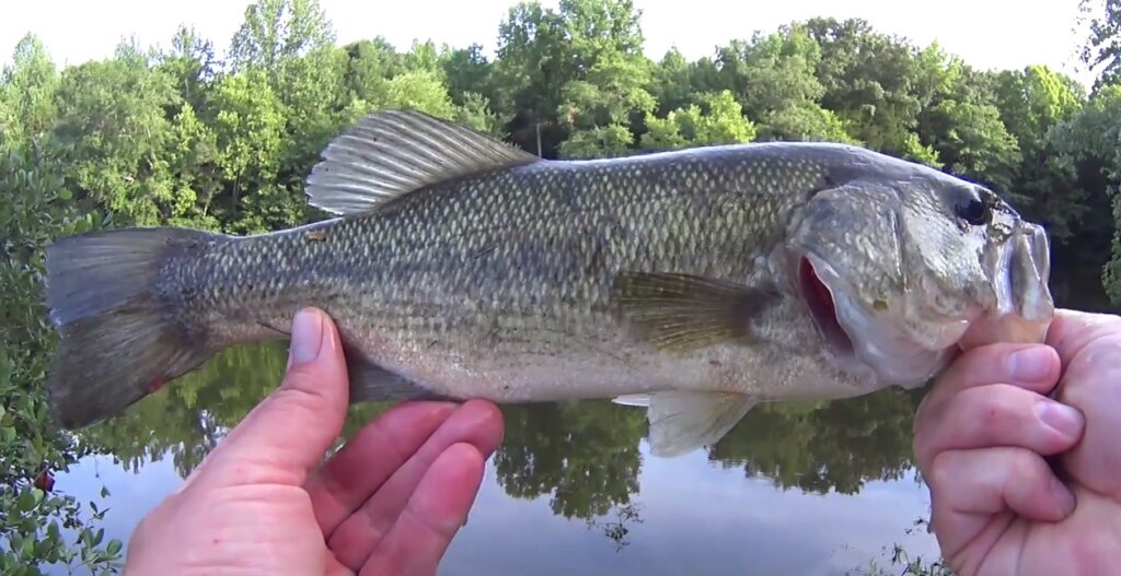 Crawfish vs Worm Which Fishing Lure Catches More Bass From the Bank - Realistic Fishing