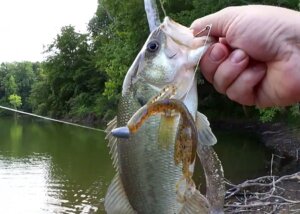 Fishing With Subscribers Lures Part 2 Bass Fishing When Its Hot - Realistic Fishing