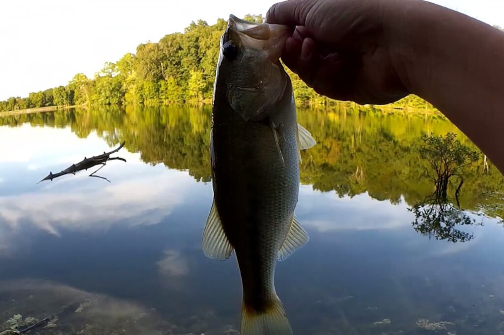 Summer Worm Fishing For Bass! How to Rig, Where To Fish, Which Worms Catch  More Fish! 