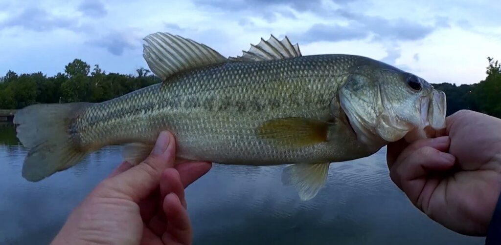 Bass Fishing With YUM Spine Craw Catching More Bass 30 Baitcaster 2 - Realistic Fishing