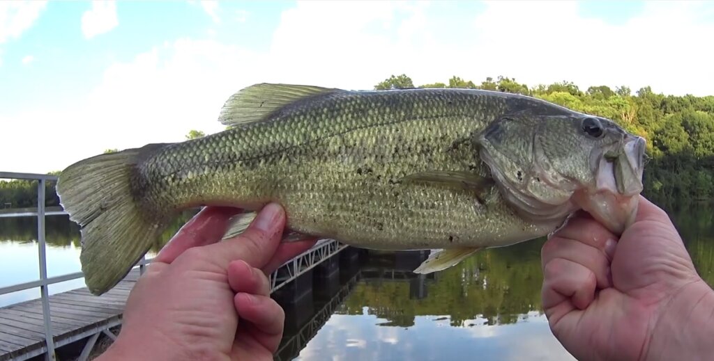 https://realisticfishing.com/wp-content/uploads/2022/08/Bass-Fishing-With-a-Drop-Shot-When-Its-Hot-Cheap-Easy-Bass-Fishing-1024x519.jpg