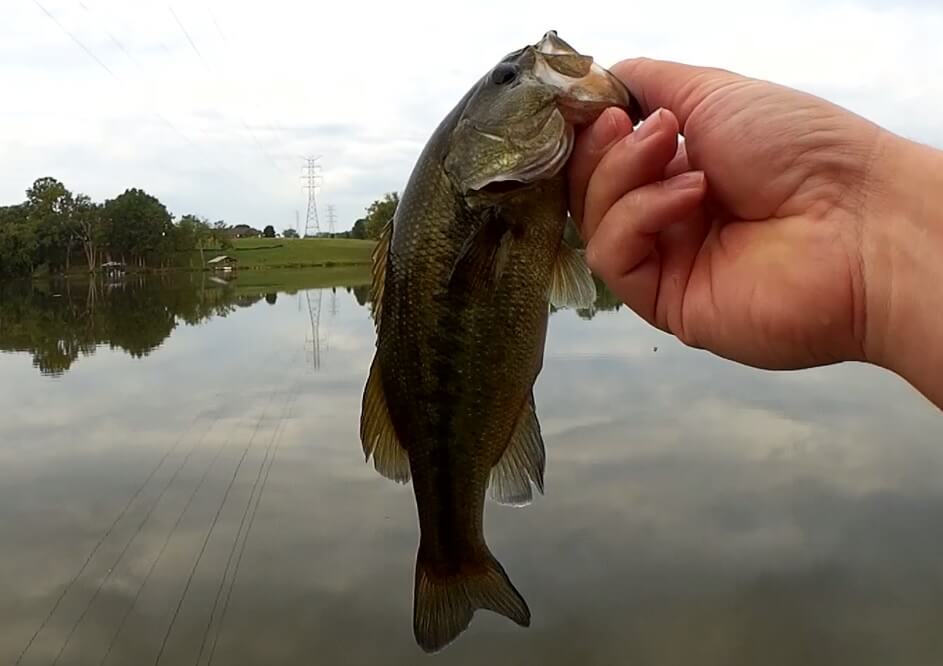 The Worst Time of Year for Bass Fishing and Dealing With Scams and Spam - Realistic Fishing