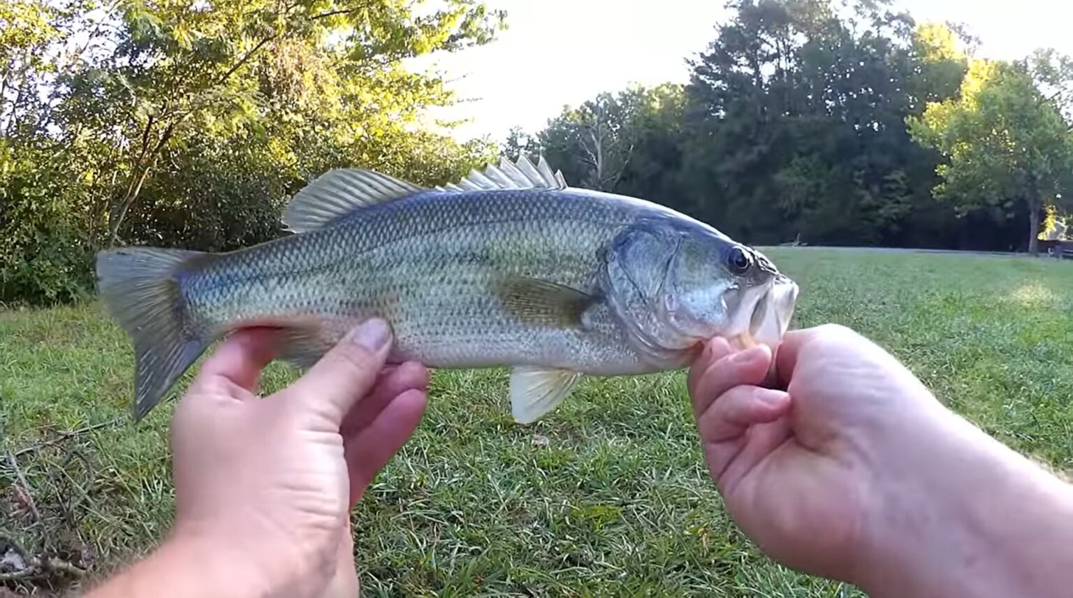 Which Fishing Lure Colors Catch the Most Bass? Realistic Fishing