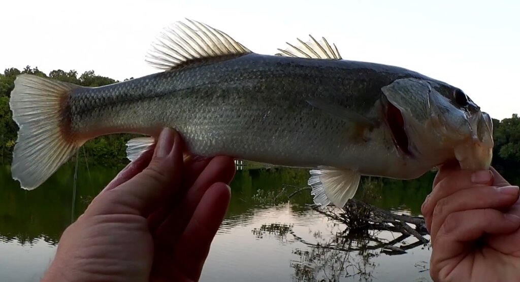 What Color Catches the Most Bass? 2