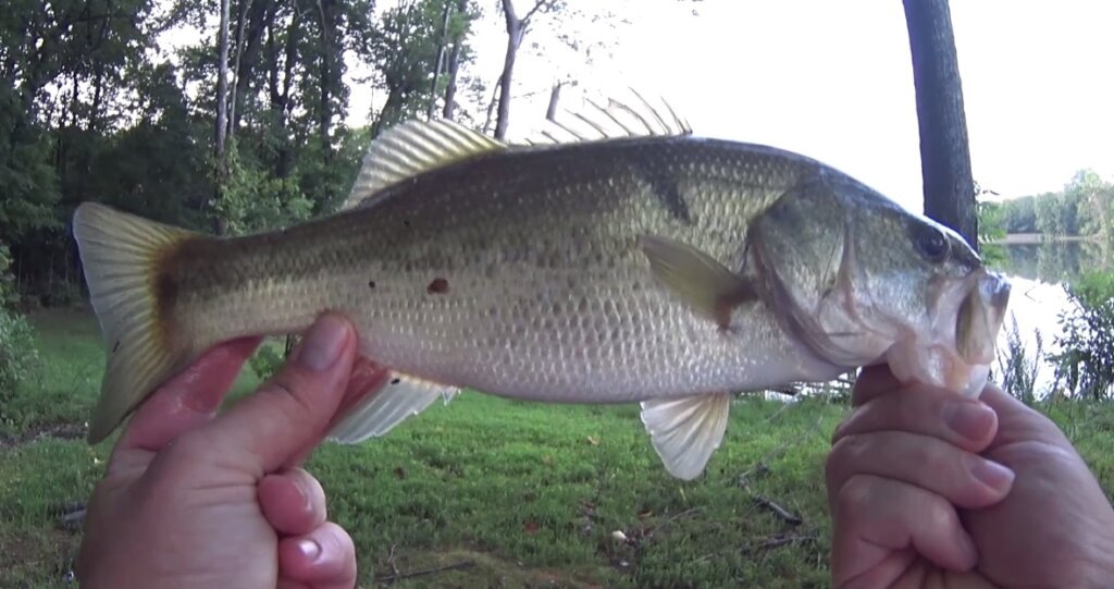 Why I LOVE the Zoom Baby Brush Hog Texas Rig Bass Fishing in Summer - Realistic Fishing