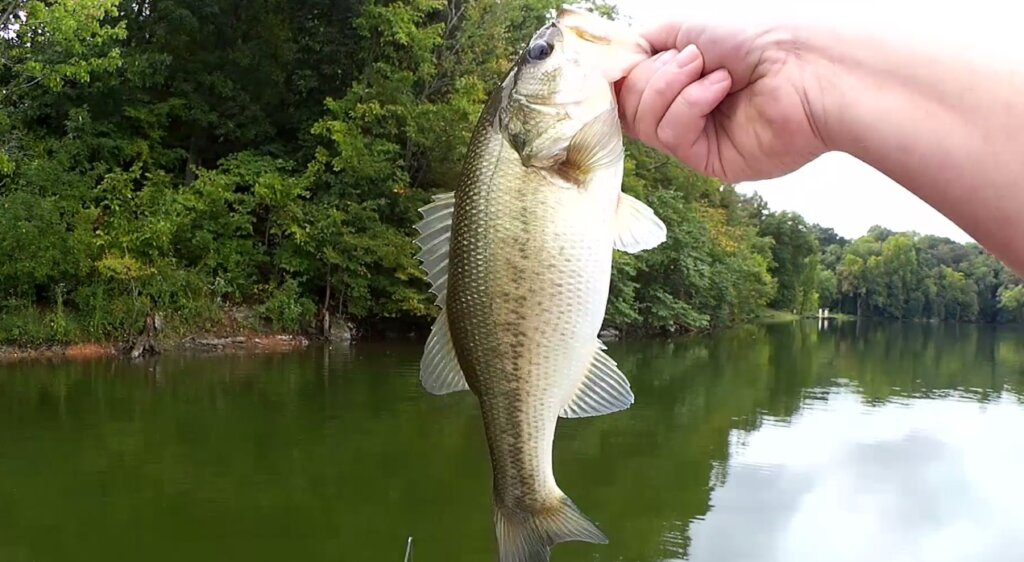 Bass Fishing from a Small Boat - Realistic Fishing