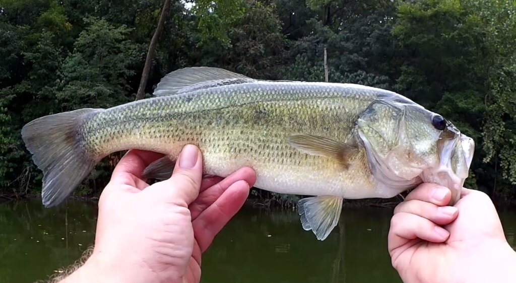 Ozark Trail Plastic Worm Catches Bass - Realistic Fishing