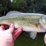 Fishing New Water in a Boat Realistic Bass Fishing From a Small Boat - Realistic Fishing