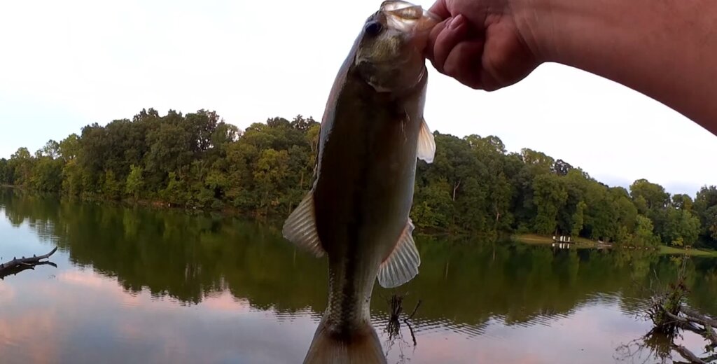 Late Summer Largemouth Bass - On The Water