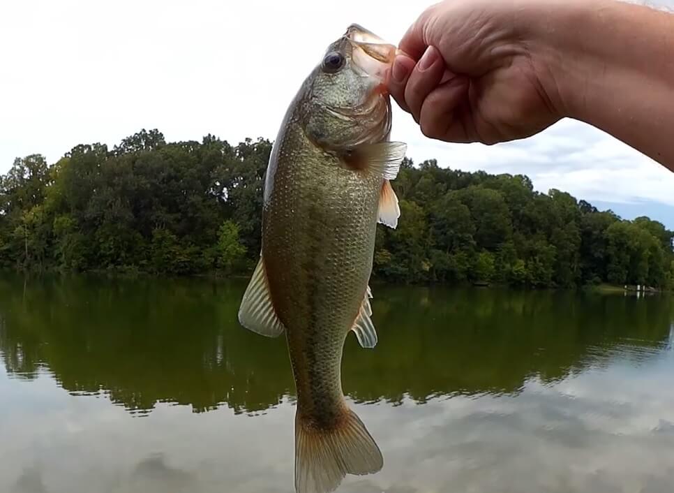 Late Summer Largemouth Bass - On The Water