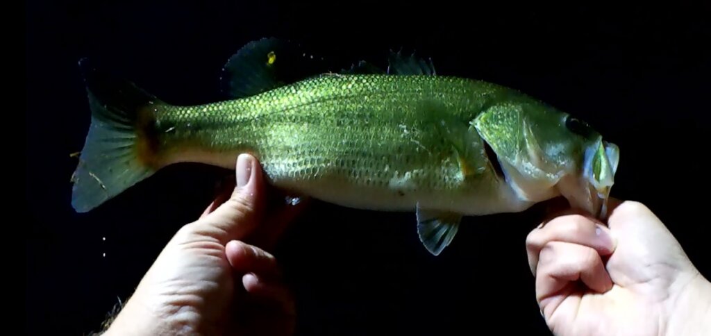 A Great Time to Go Bass Fishing Bass Fishing From The Bank AFTER DARK - Realistic Fishing