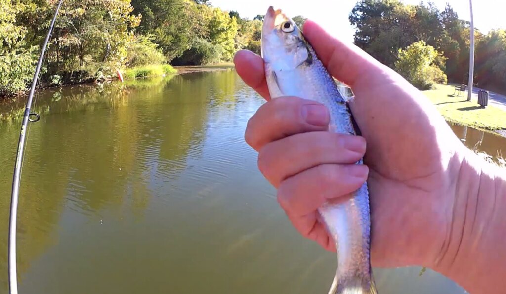 Wacky Rig Tips for Fall Bass Fishing - Realistic Fishing