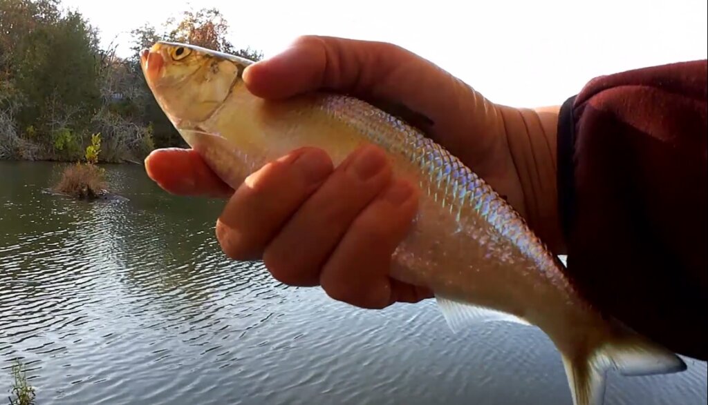 Fall Fishing in Tennessee Catching Fish on an Artificial Minnow - Realistic Fishing