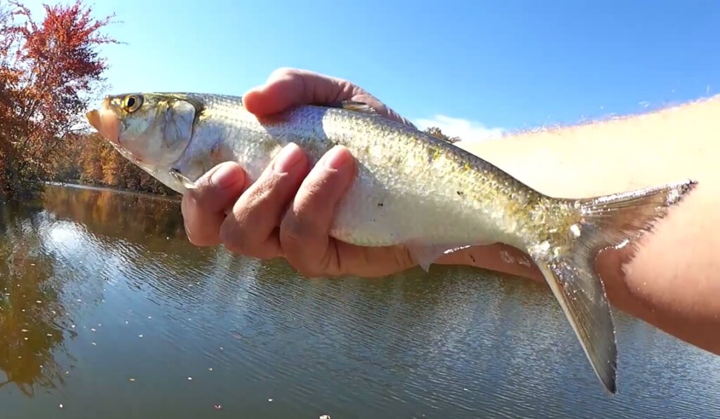 When Are the Bass Coming Back Fall Bank Fishing With a Jerkbait - Realistic Fishing