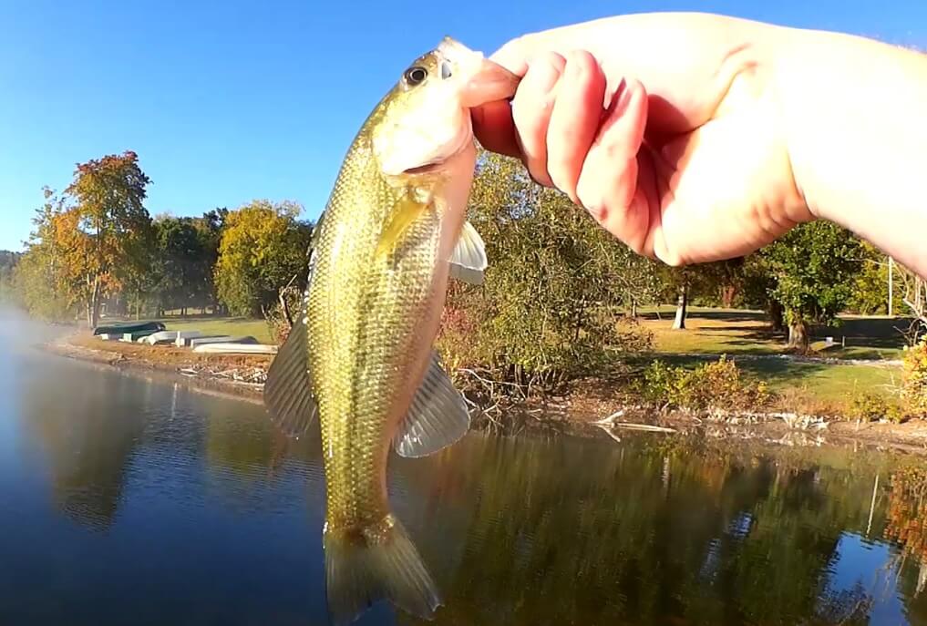 Easy Fishing Tips to Catch More Bass on a Wacky Rig (Yum Dinger) 