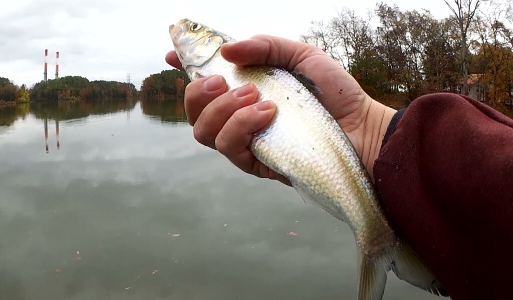 Bank Fishing for Bass in Fall I am Catching Largemouth Bass BUT - Realistic Fishing