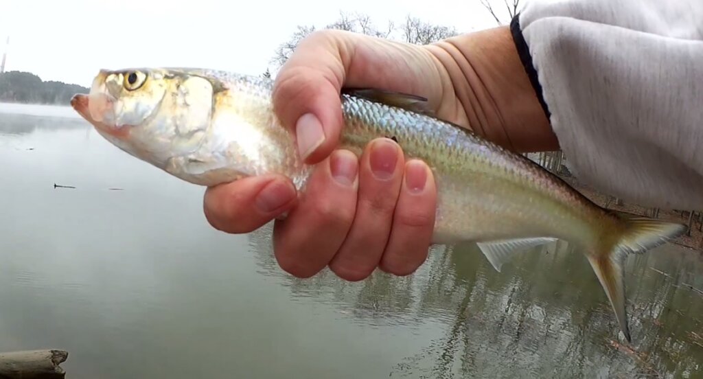 Fall Bank Fishing with Live & Artificial Minnows - Realistic Fishing