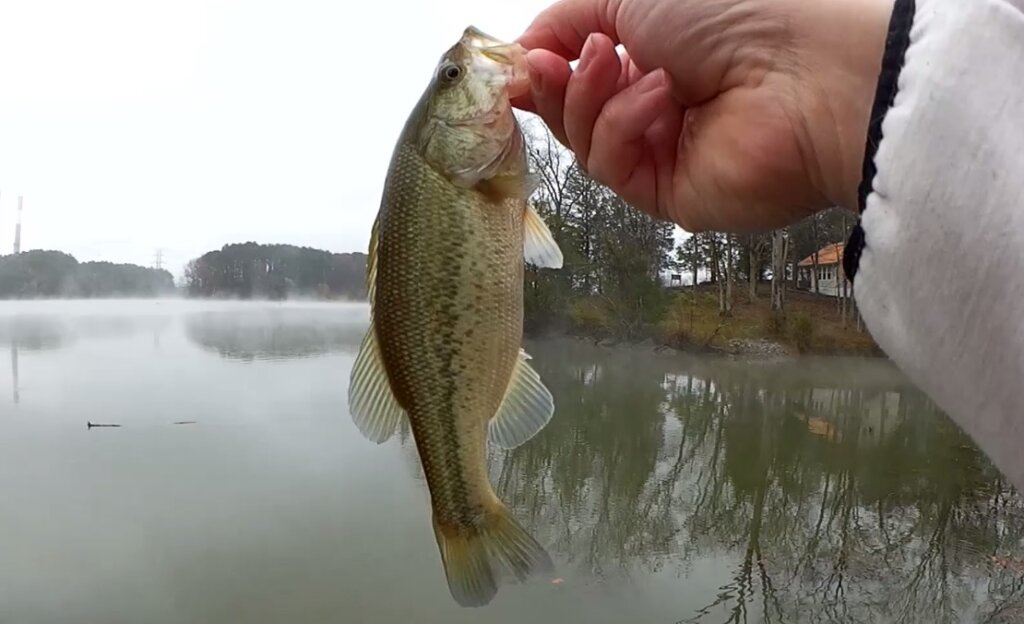 Fall Bank Fishing With Live Minnows and Jerkbaits Live Bait Fake small fall bass - Realistic Fishing