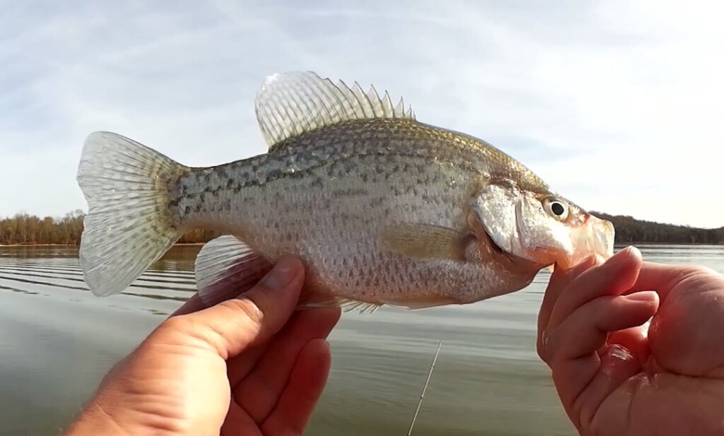 Fall Fishing for Crappie Bass Bluegill First Fall Crappie Catch - Realistic Fishing