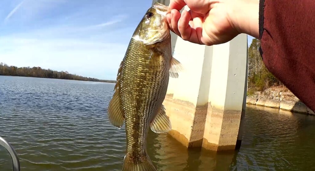 Fishing Under a Bridge for Bass and Bluegill Boat Fishing Locations - Realistic Fishing