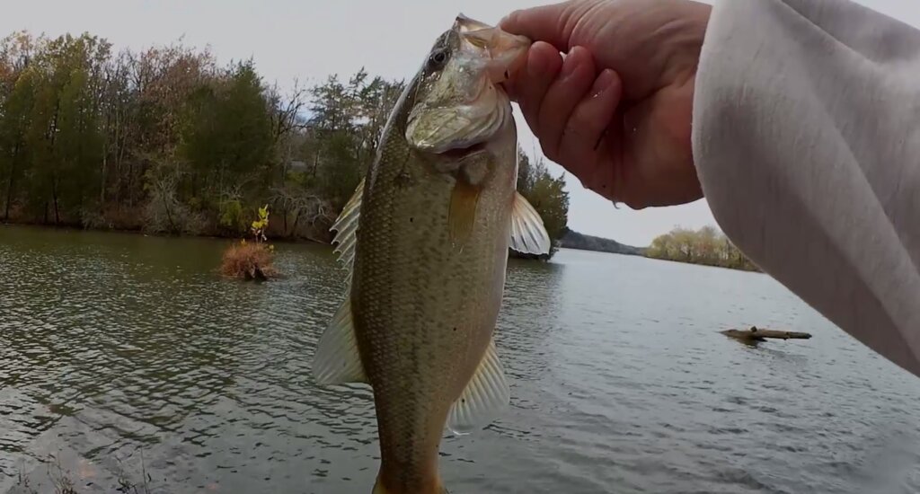 Fishing With a Strike King Red Eyed Shad on the Ozark Trail Baitcaster - Realistic Fishing