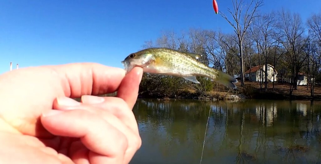 I Forced Myself to go Fishing Are You Jealous of This Slaunch Bass - Realistic Fishing