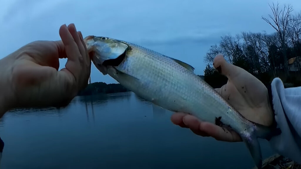I Snagged My Favorite Lure While Fishing for My New Favorite Fish - Realistic Fishing