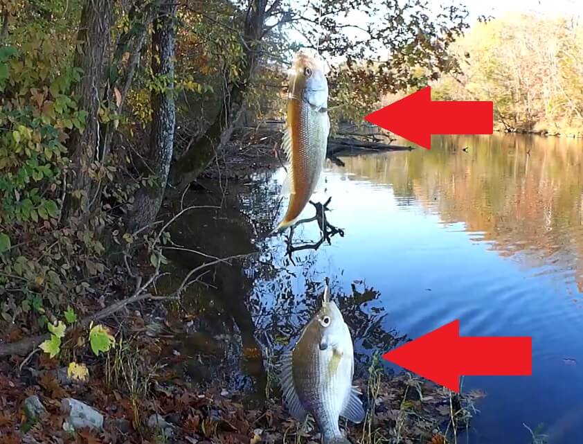 This Rig Catches BASS Bluegill and Skipjack Fall Bank Fishing - Realistic Fishing