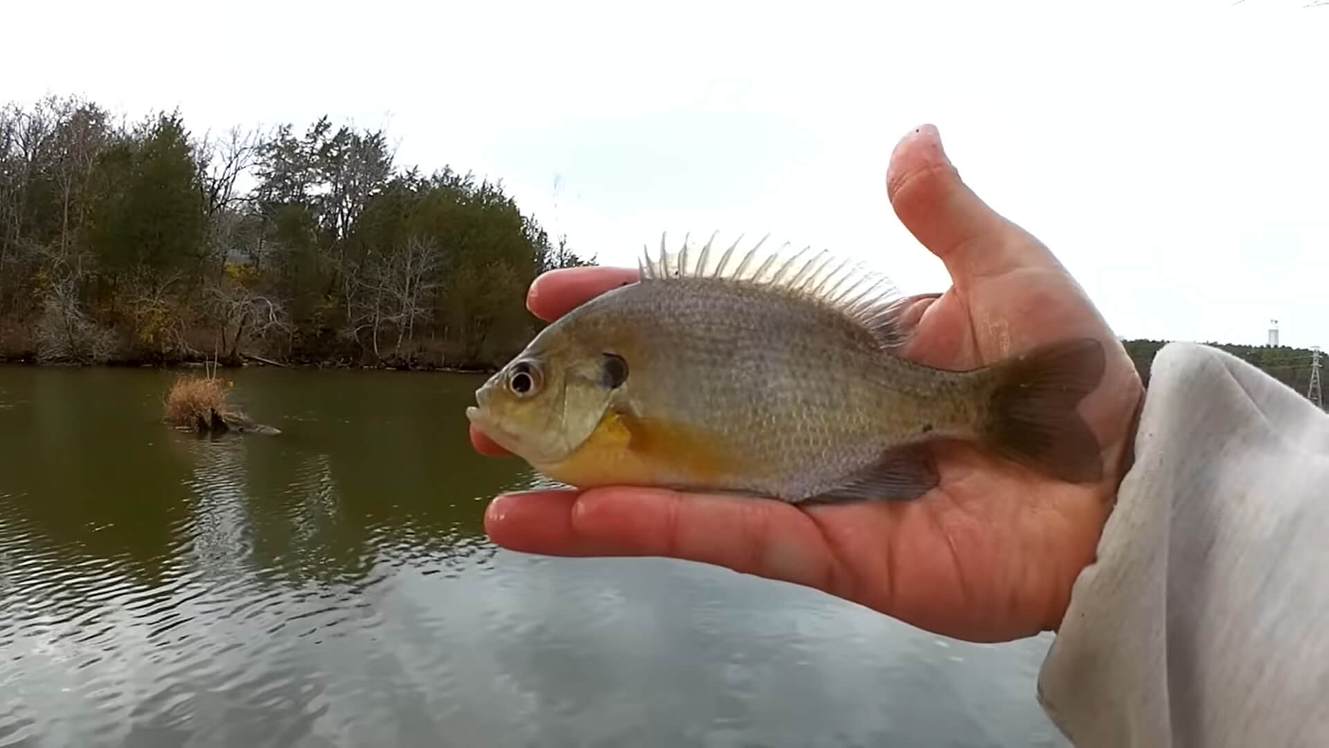Early Winter Fishing From Shore How Many Fish Can I Catch Crappie - Realistic Fishing