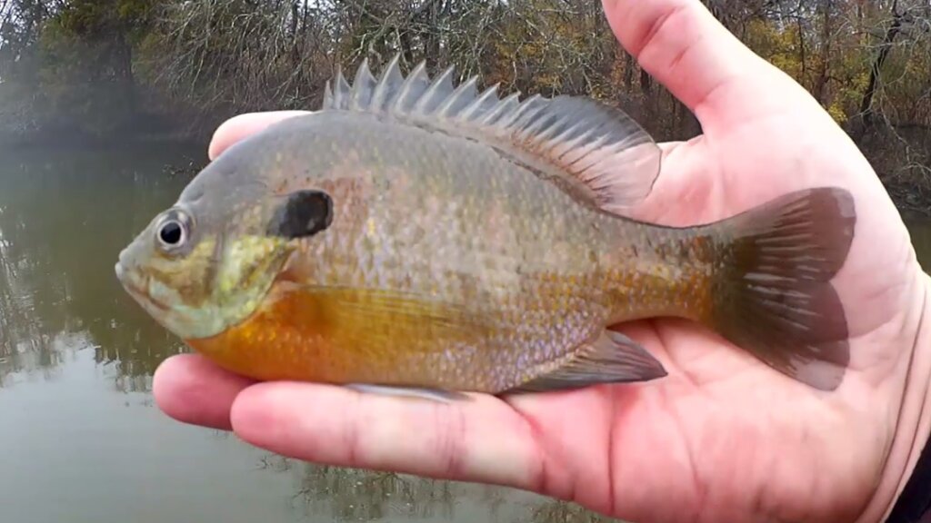 How to Catch a BIG FISH on a Small Hook - GIANT FISH on a Tiny