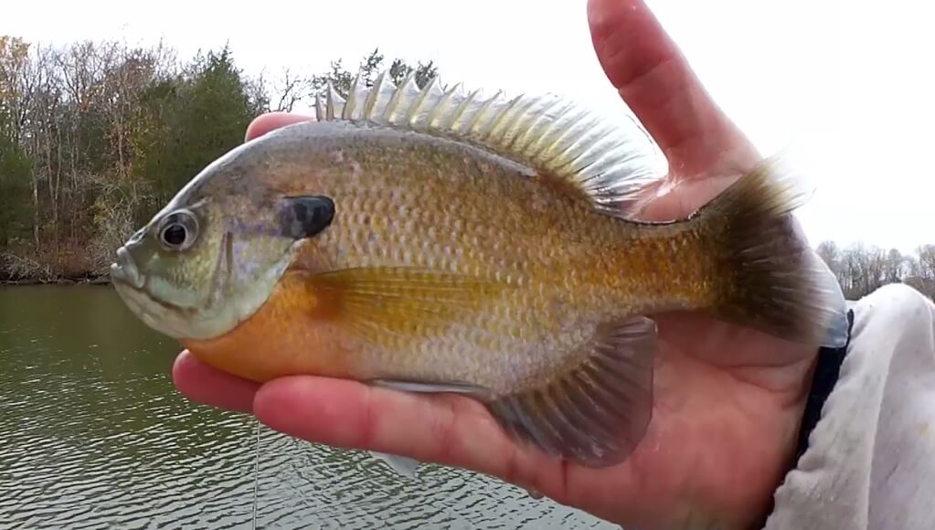 Fishing for BIG Bluegill With Artificial Minnows on a Float Rig - Realistic Fishing