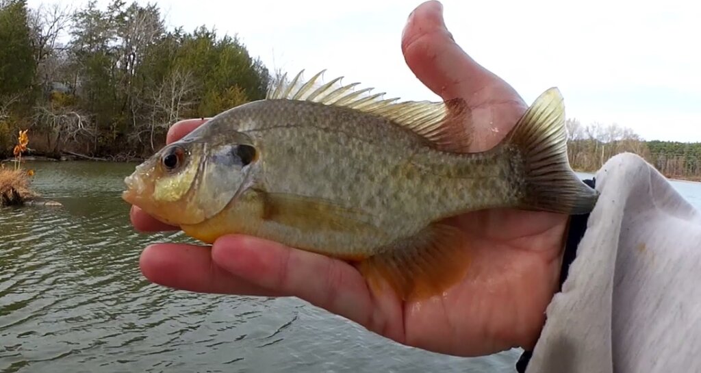 LIVE BAIT vs ARTIFICIAL Will Live Minnows Catch More Fish than Fake - Realistic Fishing