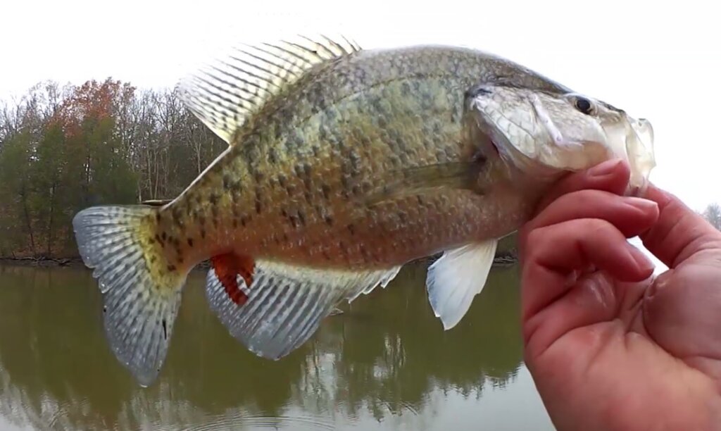Winter Crappie and Bluegill Fishing From Shore Winter Bank Fishing - Realistic Fishing