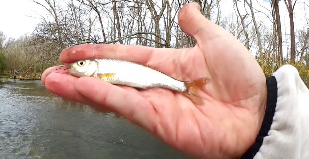 Winter Creek Fishing at Don Fox Park in Lebanon Tennessee Trout - Realistic Fishing