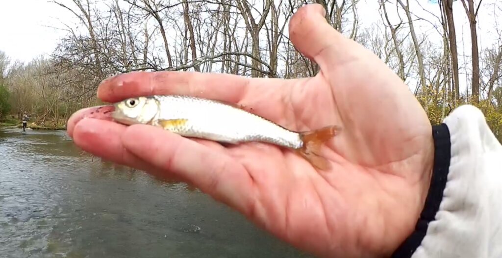 How to Catch a BIG FISH on a Small Hook - GIANT FISH on a Tiny Rig! 