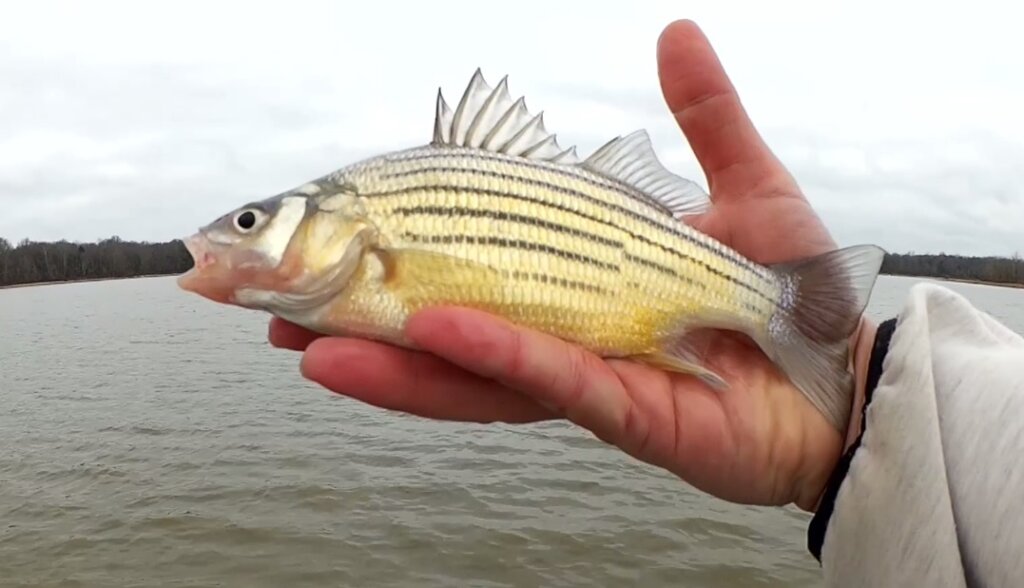 Winter Fishing From a Boat Open Water Fishing in December - Realistic Fishing