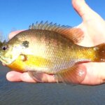 Can You Catch Fish From the Bank in Winter Tennessee Fishing - Realistic Fishing