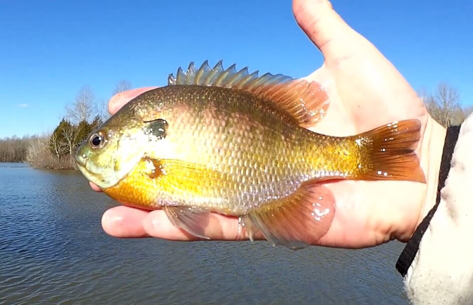 https://realisticfishing.com/wp-content/uploads/2023/01/Can-You-Catch-Fish-From-the-Bank-in-Winter-Tennessee-Fishing.jpg