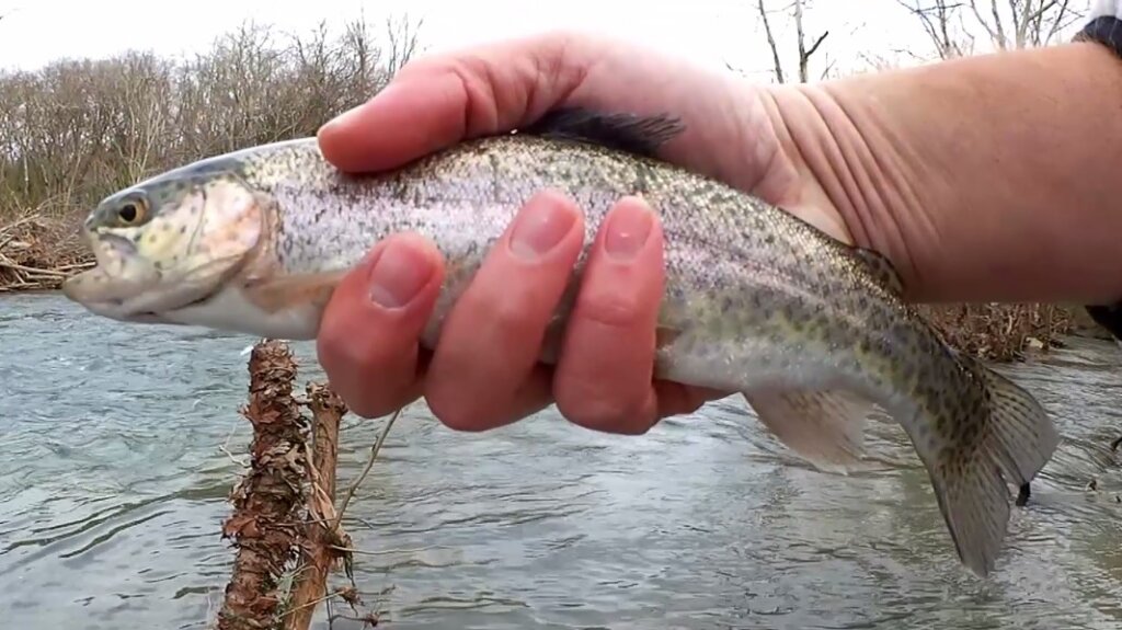 Catching The First Trout of Trout Fishing Season Trout Rig and Bait - Realistic Fishing