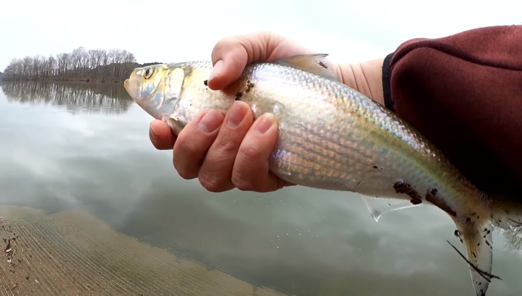 Catching The Most Aggressive Fish From Shore With Lures I Found YouTube - Realistic Fishing