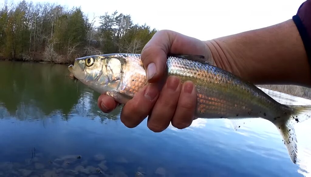 Which Fishing Lure Catches More Fish? Gulp Minnow vs Jerkbait 