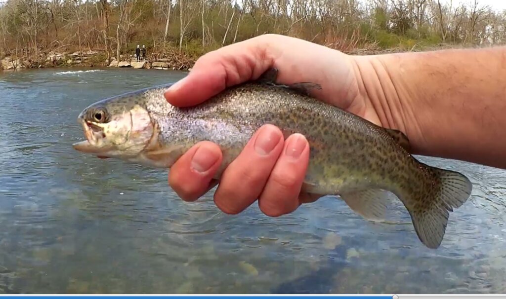 Stocked Rainbow Trout Fishing in Tennessee Trout Fishing in Winter - Realistic Fishing